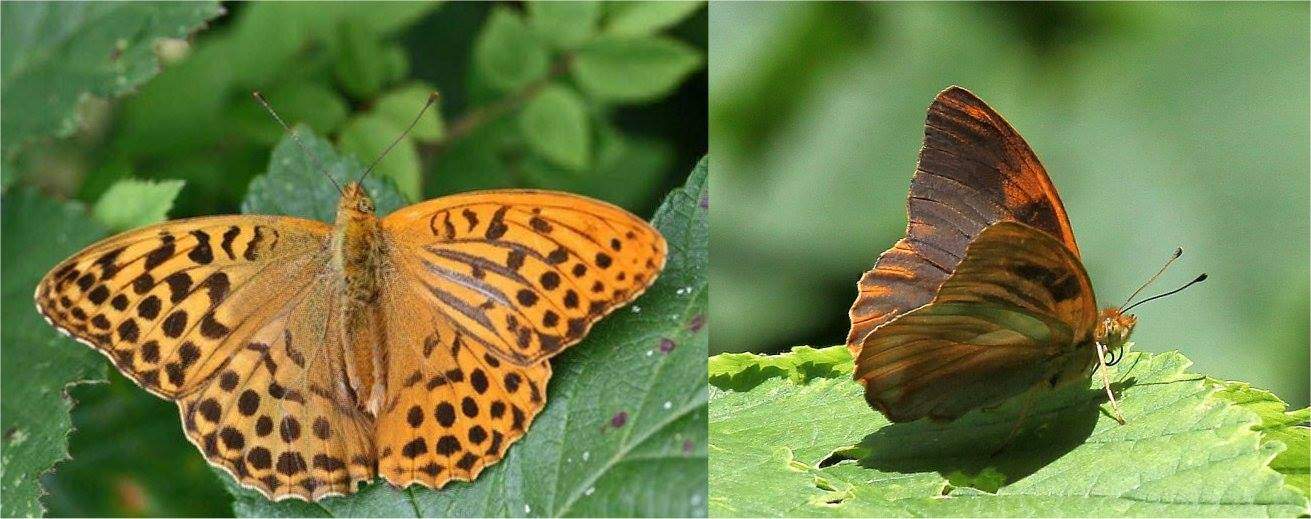 Argynnis paphia (collection, gynandromorph and aberrant) (Internet Image property of respective owner, non-commercial use only)